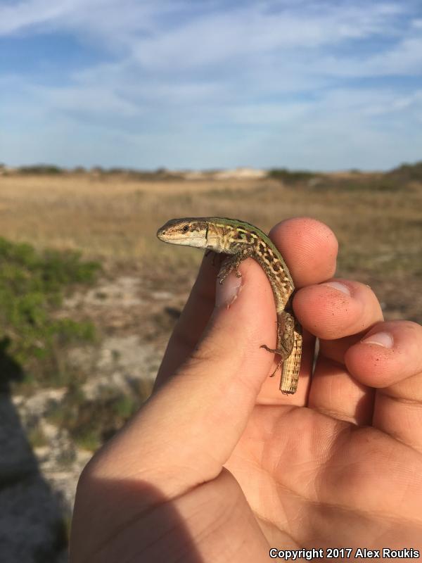 Italian Wall Lizard (Podarcis sicula)