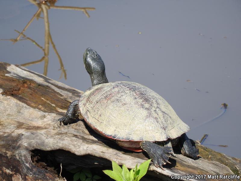 Northern Red-bellied Cooter (Pseudemys rubriventris)