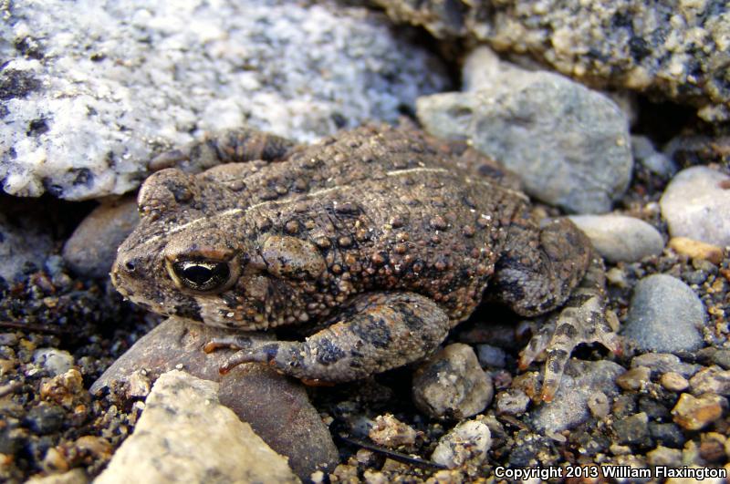 Southern California Toad (Anaxyrus boreas halophilus)