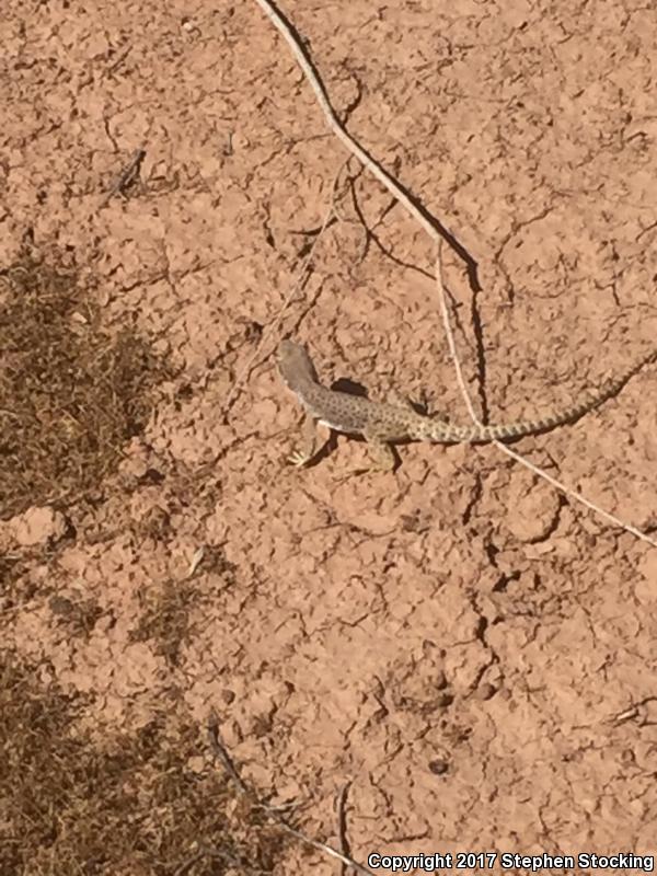 Longnose Leopard Lizard (Gambelia wislizenii)