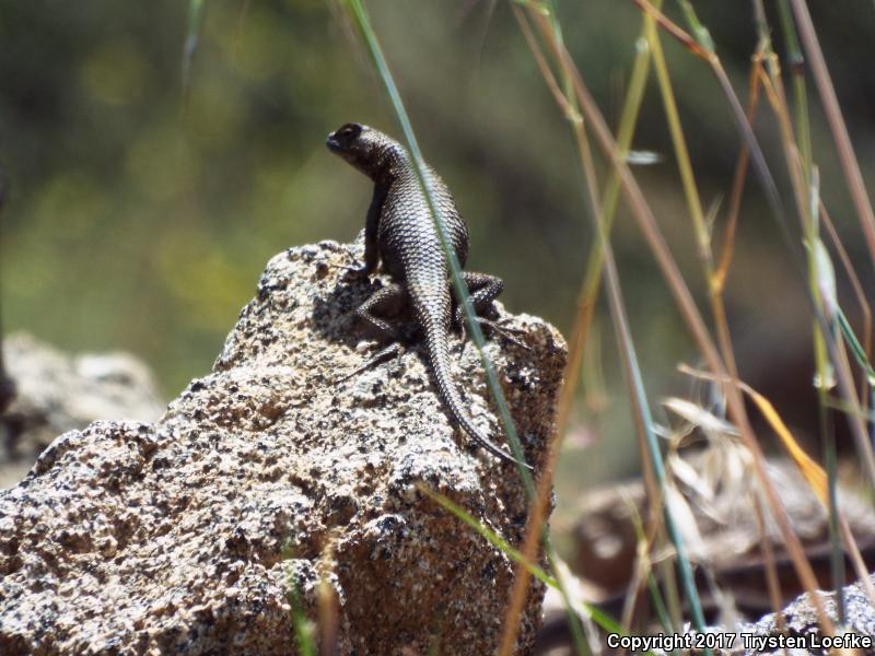 Great Basin Fence Lizard (Sceloporus occidentalis longipes)