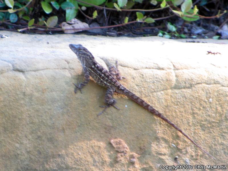 Cuban Brown Anole (Anolis sagrei sagrei)