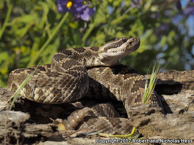 Southern Pacific Rattlesnake (Crotalus oreganus helleri)