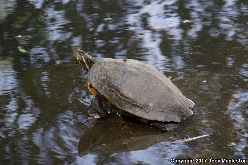 Red-eared Slider (Trachemys scripta elegans)