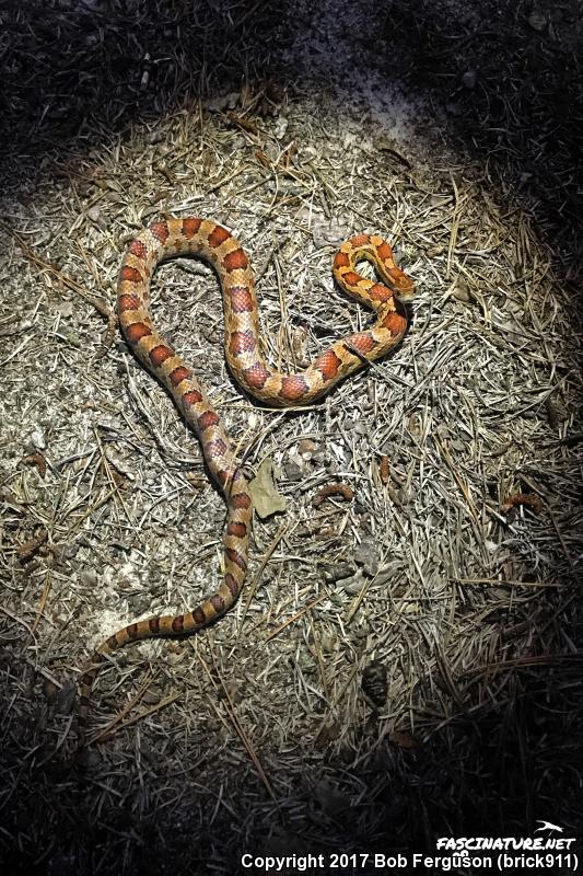 Red Cornsnake (Pantherophis guttatus)