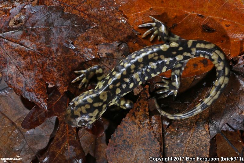 Eastern Tiger Salamander (Ambystoma tigrinum)