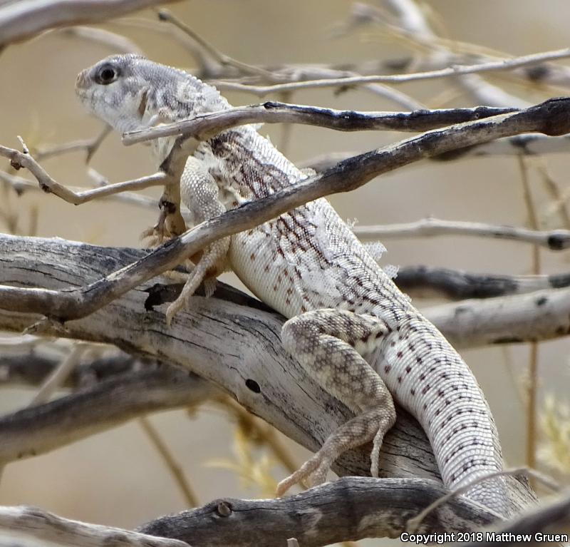 Northern Desert Iguana (Dipsosaurus dorsalis dorsalis)