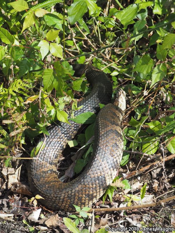 Florida Cottonmouth (Agkistrodon piscivorus conanti)