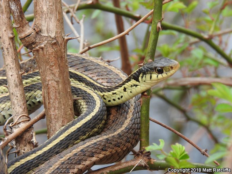 Eastern Gartersnake (Thamnophis sirtalis sirtalis)