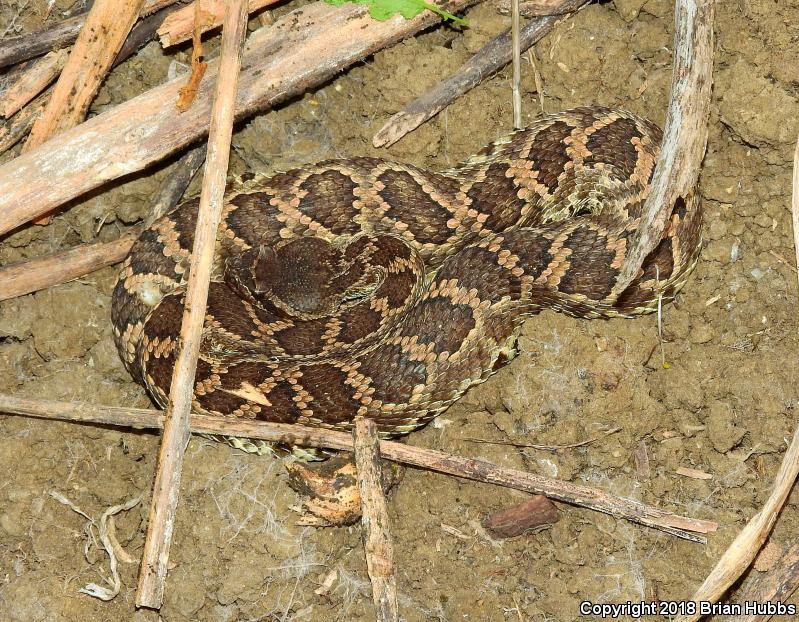 Southern Pacific Rattlesnake (Crotalus oreganus helleri)