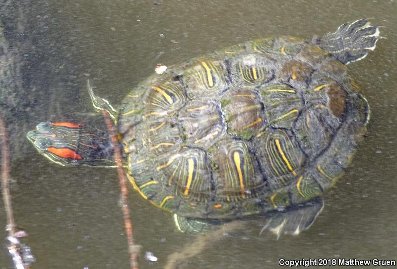 Red-eared Slider (Trachemys scripta elegans)