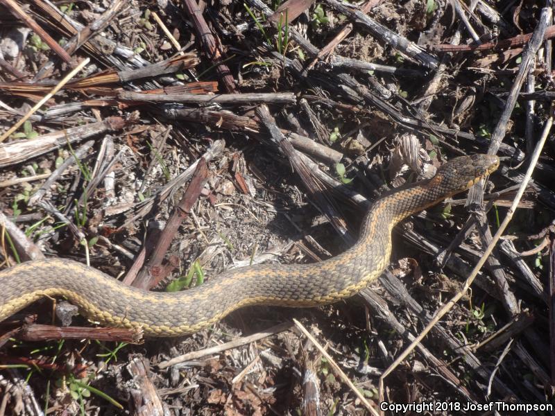 Wandering Gartersnake (Thamnophis elegans vagrans)