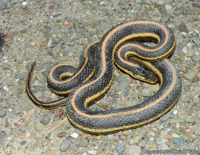 Mountain Gartersnake (Thamnophis elegans elegans)