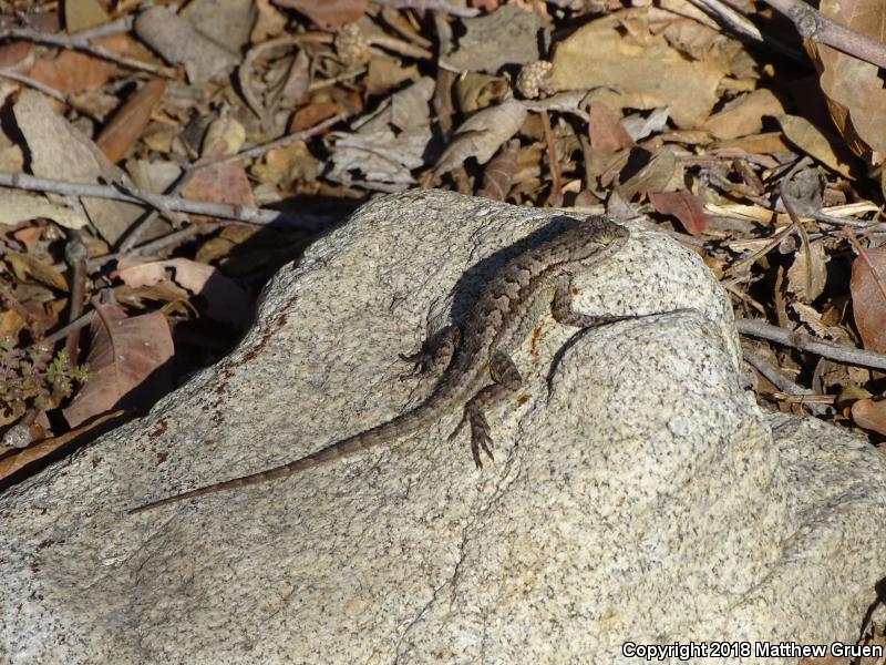 Great Basin Fence Lizard (Sceloporus occidentalis longipes)