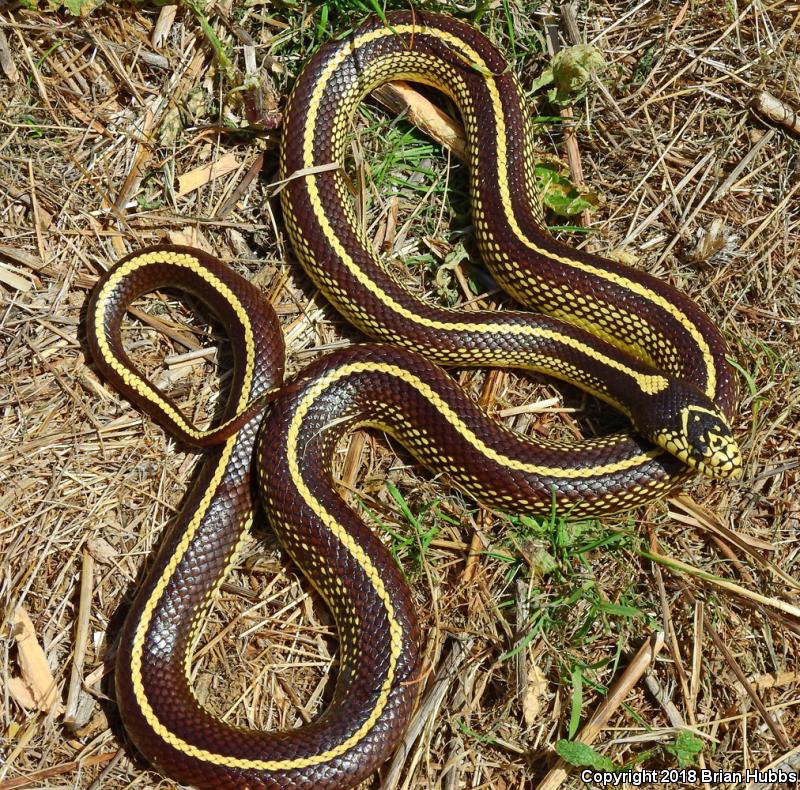 California Kingsnake (Lampropeltis getula californiae)