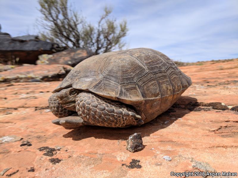 Desert Tortoise (Gopherus agassizii)