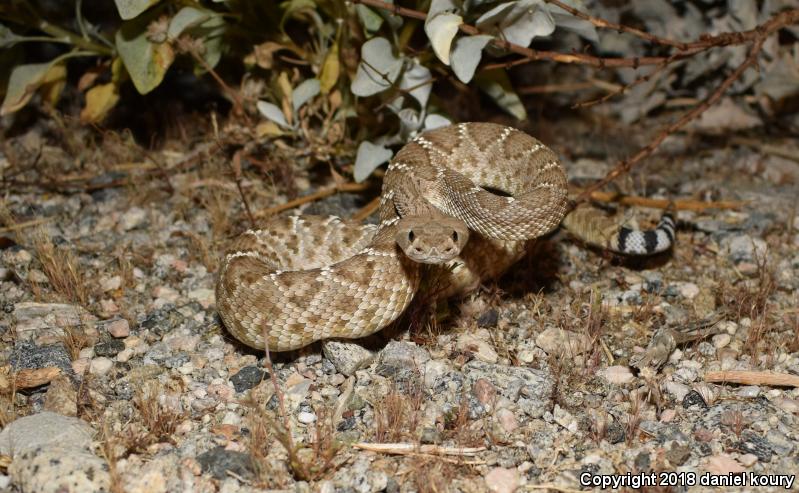 Red Diamond Rattlesnake (Crotalus ruber)