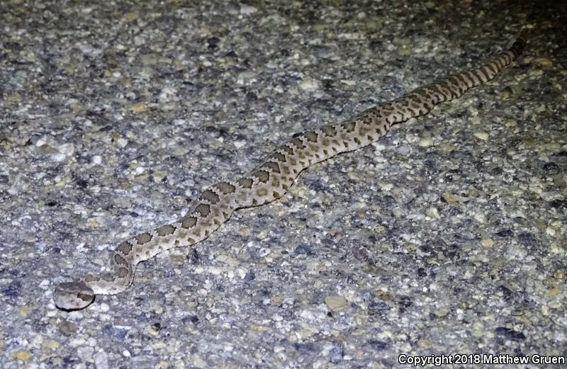 Western Rattlesnake (Crotalus oreganus)