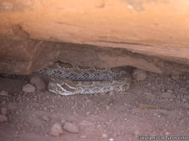 Prairie Rattlesnake (Crotalus viridis)