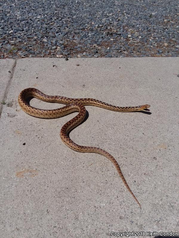 San Diego Gopher Snake (Pituophis catenifer annectens)