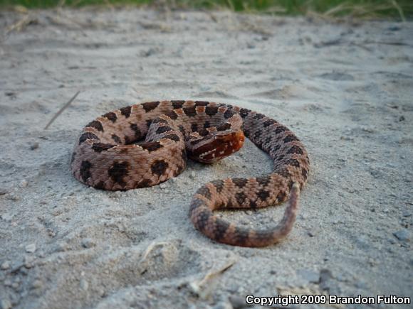 Carolina Pigmy Rattlesnake (Sistrurus miliarius miliarius)