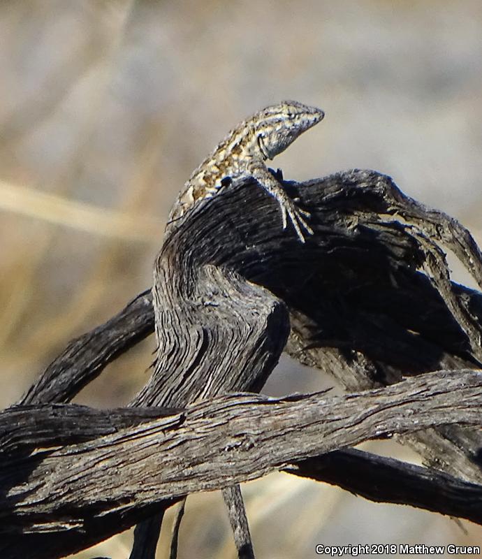 Western Side-blotched Lizard (Uta stansburiana elegans)