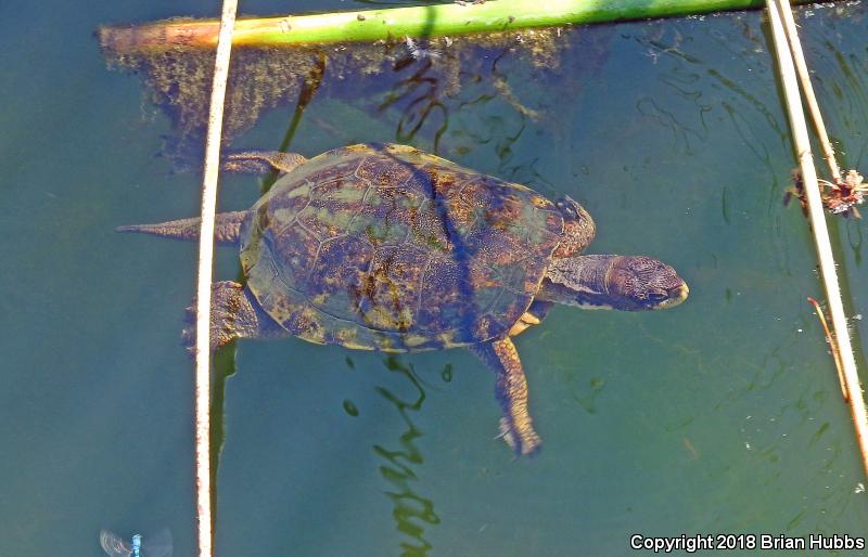 Western Pond Turtle (Actinemys marmorata)