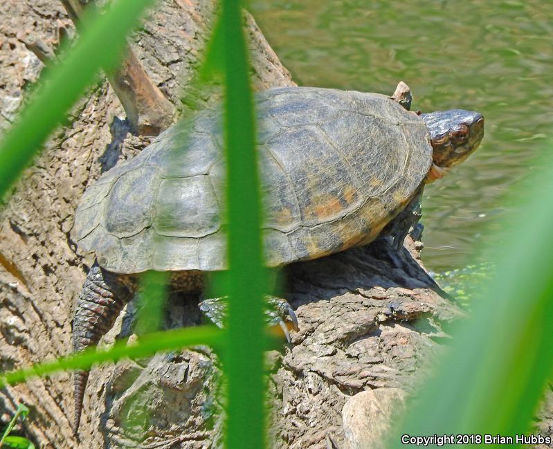 Western Pond Turtle (Actinemys marmorata)