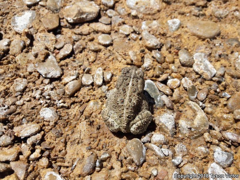 Woodhouse's Toad (Anaxyrus woodhousii woodhousii)