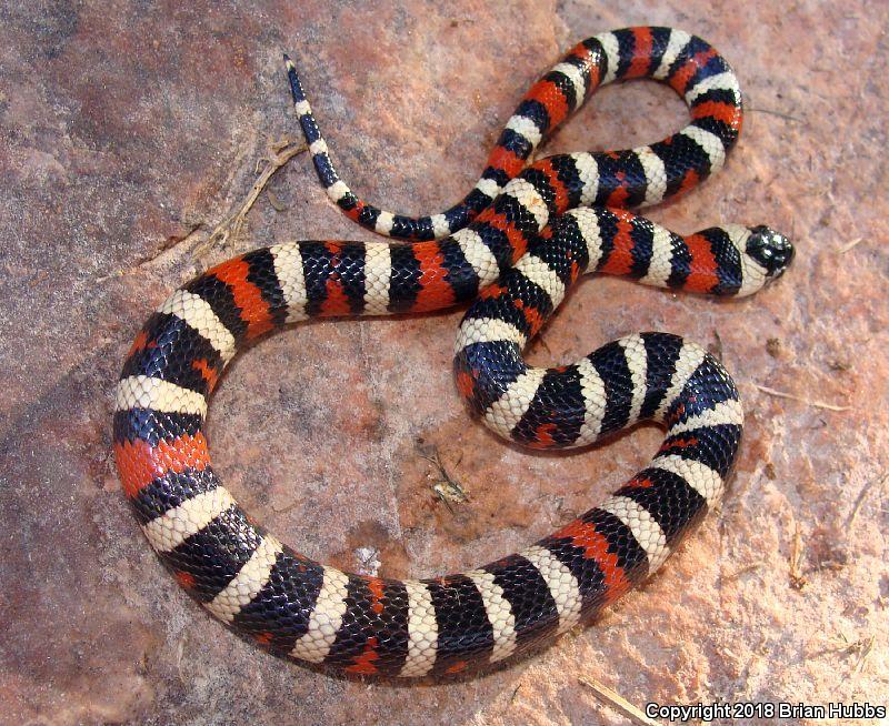 Sierra Mountain Kingsnake (Lampropeltis zonata multicincta)