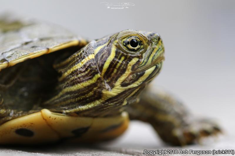 Eastern River Cooter (Pseudemys concinna concinna)