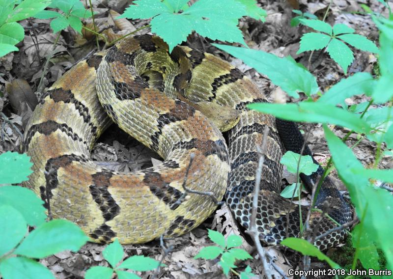 Timber Rattlesnake (Crotalus horridus)