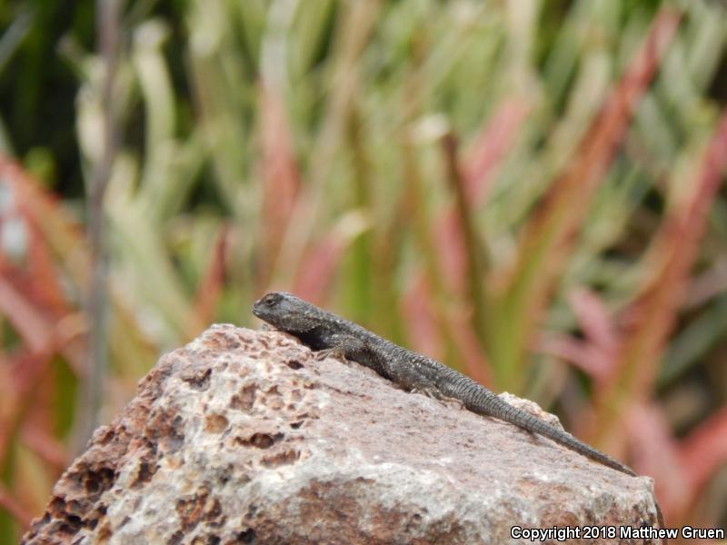 Great Basin Fence Lizard (Sceloporus occidentalis longipes)