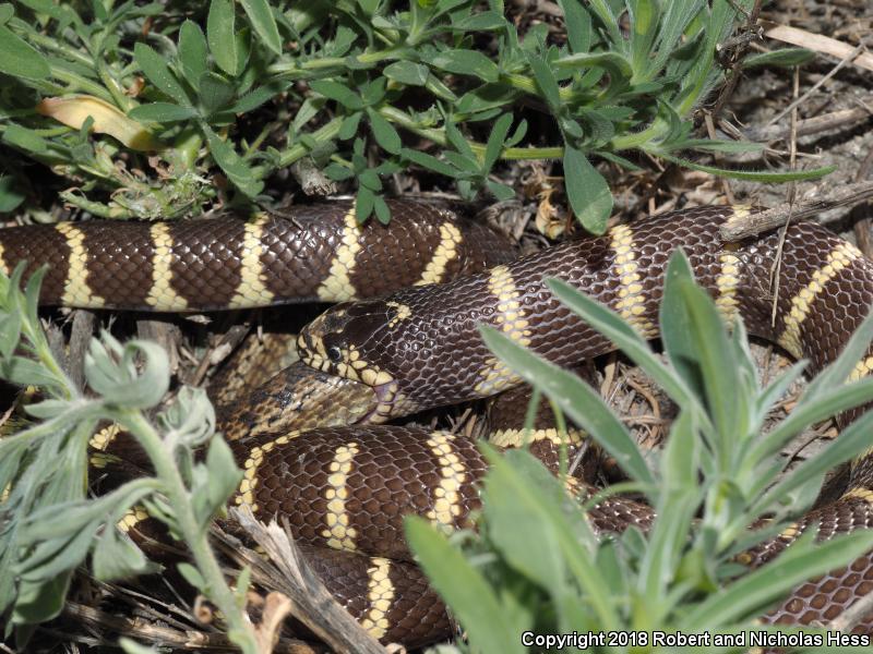 California Kingsnake (Lampropeltis getula californiae)