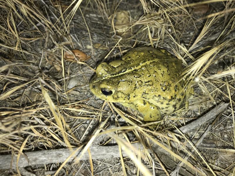 Southern California Toad (Anaxyrus boreas halophilus)