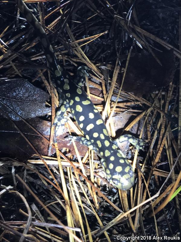 Eastern Tiger Salamander (Ambystoma tigrinum)