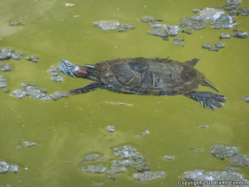 Red-eared Slider (Trachemys scripta elegans)