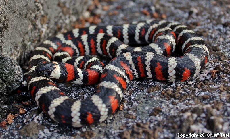 San Bernardino Mountain Kingsnake (Lampropeltis zonata parvirubra)