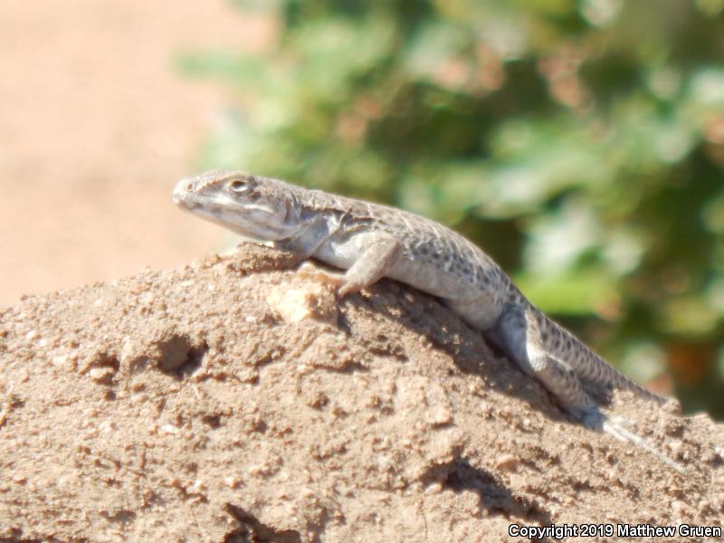 Longnose Leopard Lizard (Gambelia wislizenii)