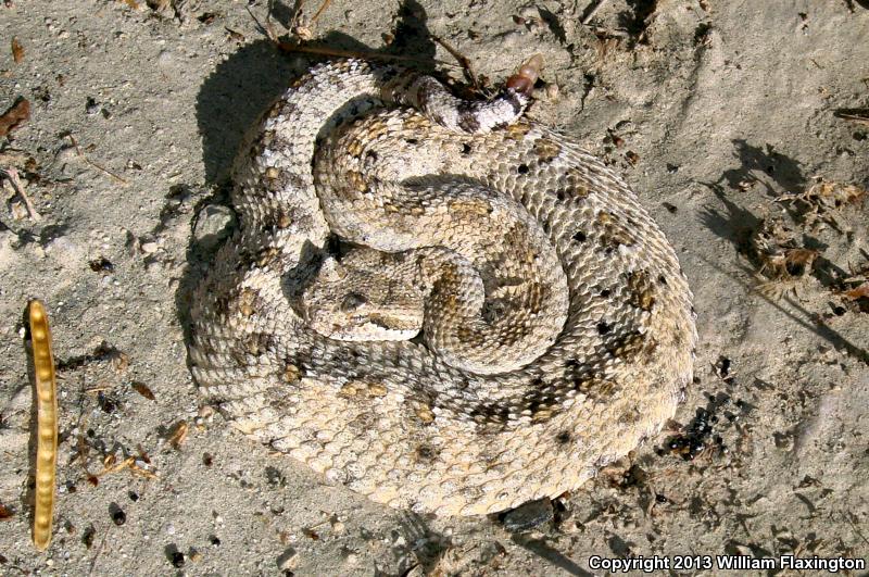 Colorado Desert Sidewinder (Crotalus cerastes laterorepens)