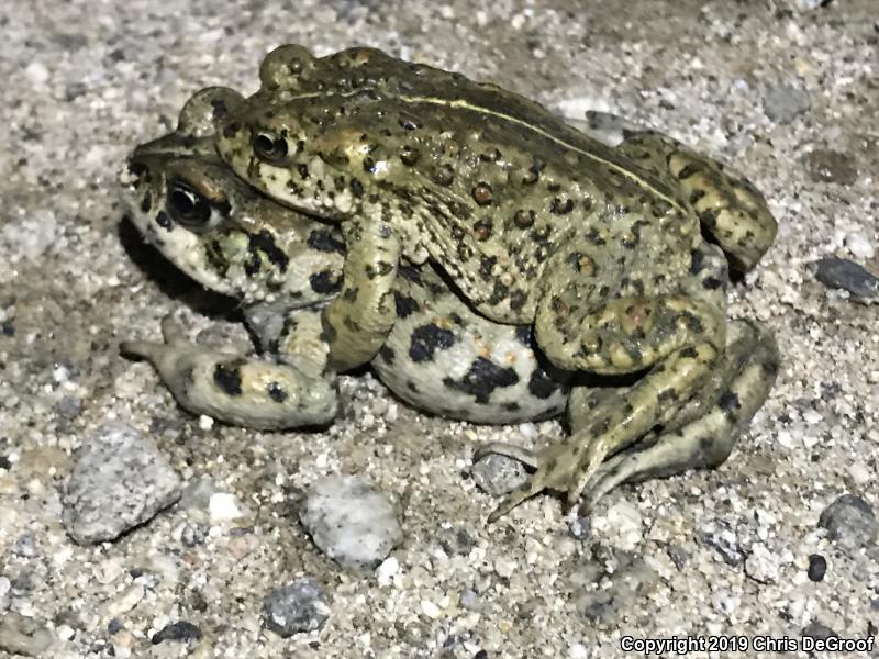 Southern California Toad (Anaxyrus boreas halophilus)