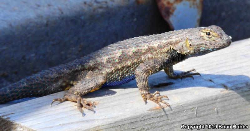 Great Basin Fence Lizard (Sceloporus occidentalis longipes)