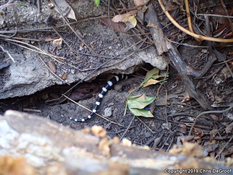 San Bernardino Mountain Kingsnake (Lampropeltis zonata parvirubra)