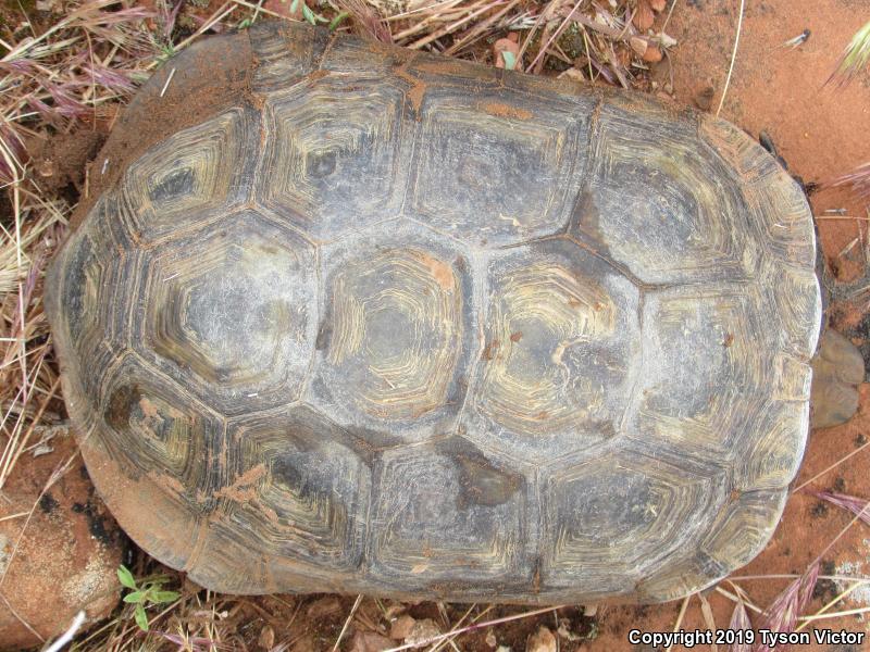 Desert Tortoise (Gopherus agassizii)