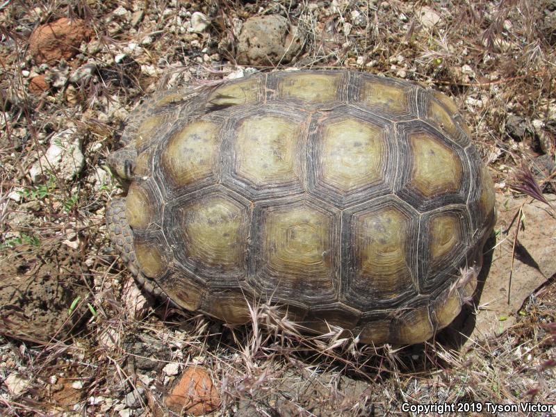 Desert Tortoise (Gopherus agassizii)