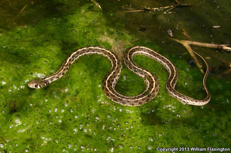 Checkered Gartersnake (Thamnophis marcianus marcianus)