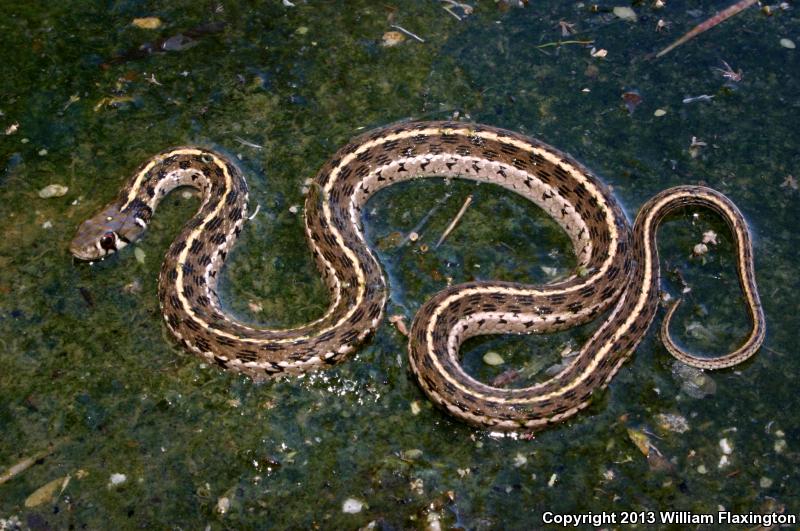 Checkered Gartersnake (Thamnophis marcianus marcianus)