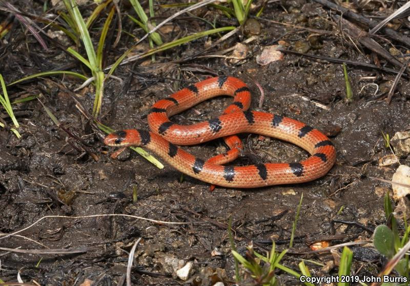 Variable Groundsnake (Sonora semiannulata semiannulata)