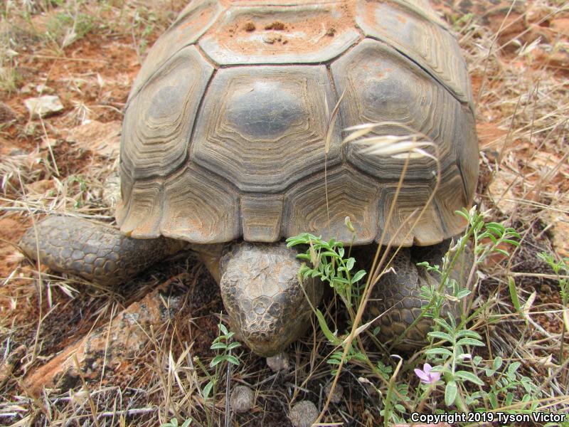 Desert Tortoise (Gopherus agassizii)