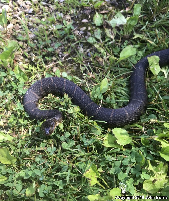 Northern Watersnake (Nerodia sipedon sipedon)